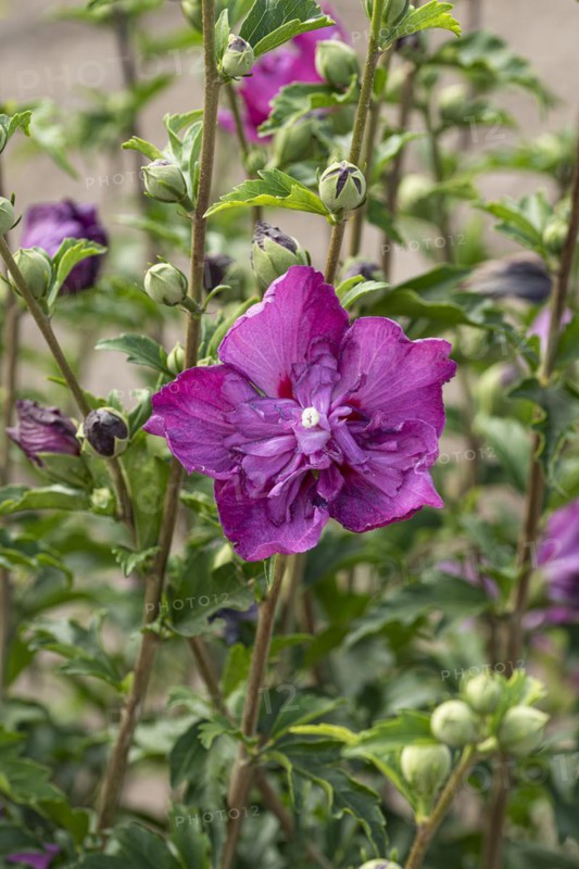 Garden marshmallow (Hibiscus syriacus PURPLE RUFFLES), Anchers Havecenter, Ellerhoop-Thiensen, Schleswig-Holstein, Germany