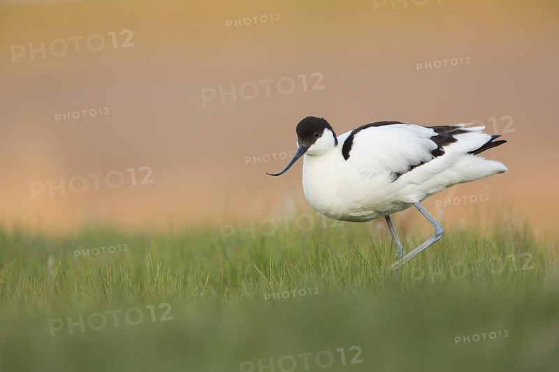 Pied Avocet (Recurvirostra avosetta), Texel, Netherlands