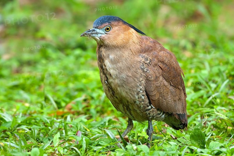 Malayan Night Heron (Gorsachius melanolophus), Taipei, Taiwan