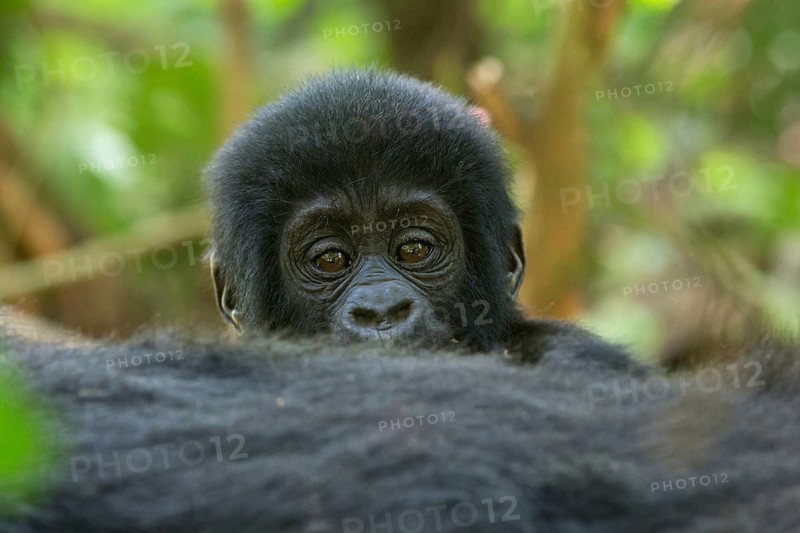 Mountain Gorilla (Gorilla beringei beringei) young portrait, Bwindi Impenetrable National Park, Uganda