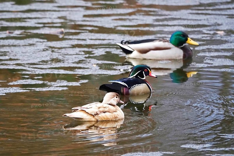 Couple of brides and mallard ducks on a lake, winter, Germany