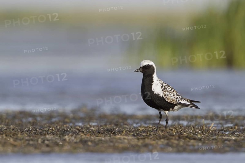 Grey Plover (Pluvialis squatarola), Alberta, Canada