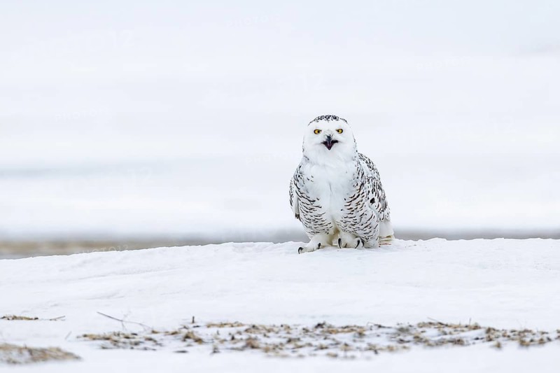Snowy owl, polar owl, white owl, Arctic owl (Bubo scandiacus, Strix nyctea, Strix scandiaca) adult female on snow covered tundra in winter