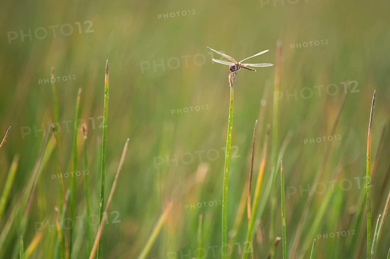 A dragonfly gracefully perches atop marsh grass in the wetlands of puebla de belena, Guadalajara. The image captures the peacefulness of this vibrant ecosystem