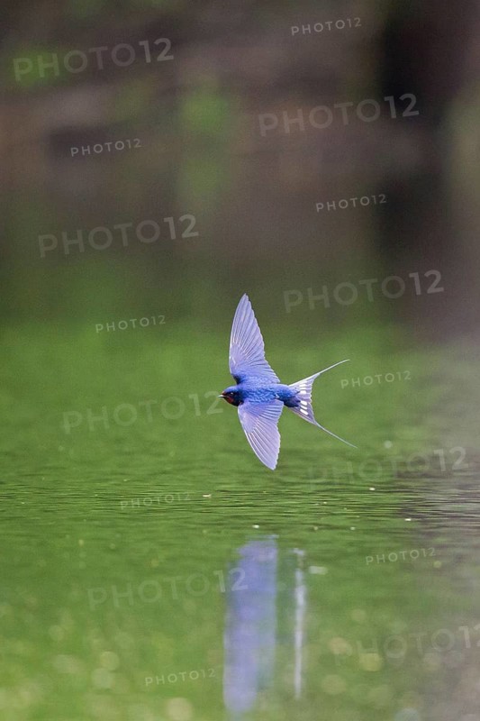 Barn Swallow (Hirundo rustica) flying over waterhole, Hesse, Germany