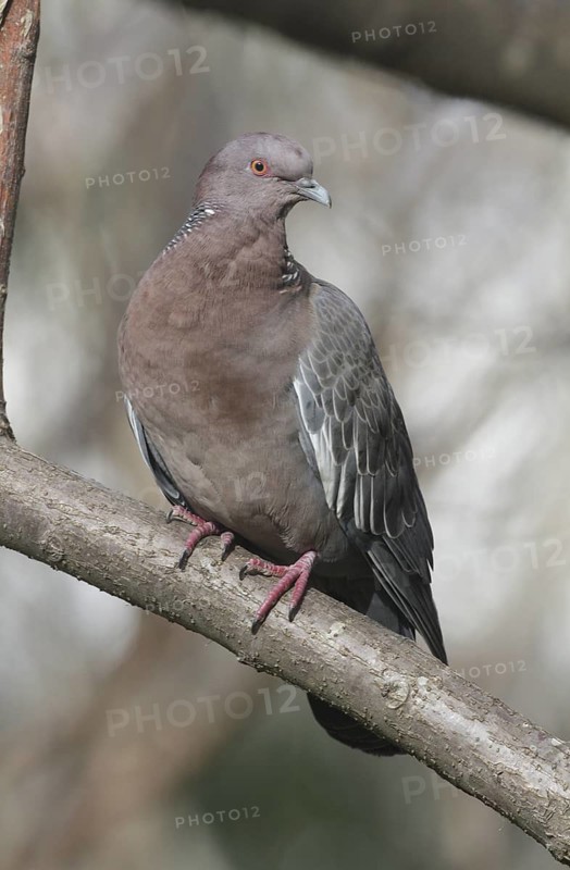 Picazuro Pigeon (Patagioenas picazuro), Buenos Aires, Argentina