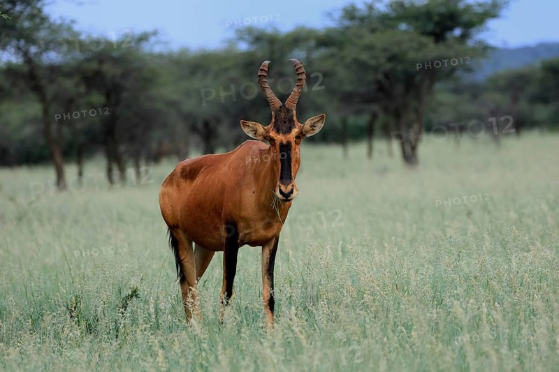 Red hartebeest (Alcelaphus buselaphus caama), Kaama, adult, alert, feeding, Mokala National Park, Northern Cape, South Africa