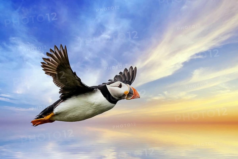 Europe, Scotland, Isle of May, puffin (Fratercula arctica)