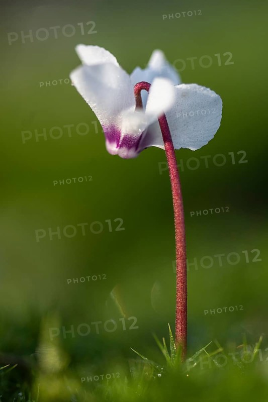 Early spring cyclamen (Cyclamen coum), Emsland, Lower Saxony, Germany