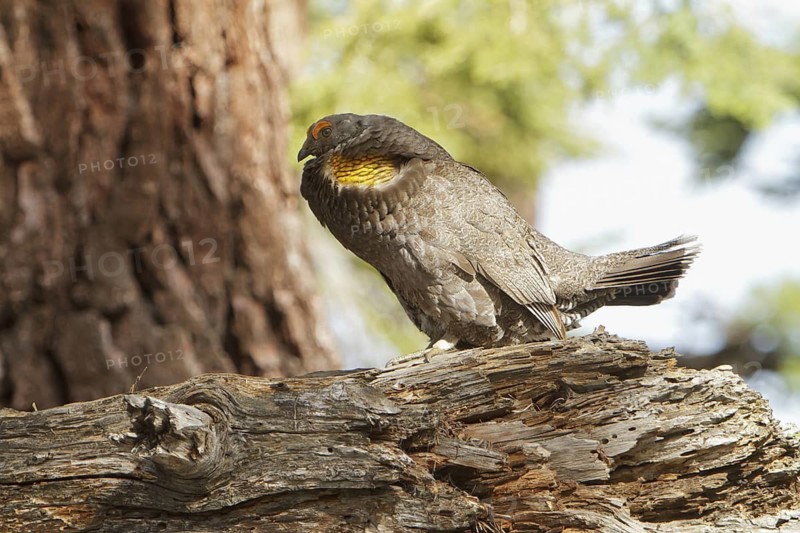 Sooty Grouse (Dendragapus fuliginosus) male, California, USA