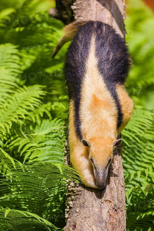 A southern tamandua (Tamandua tetradactyla), climbs down a tree in a forest
