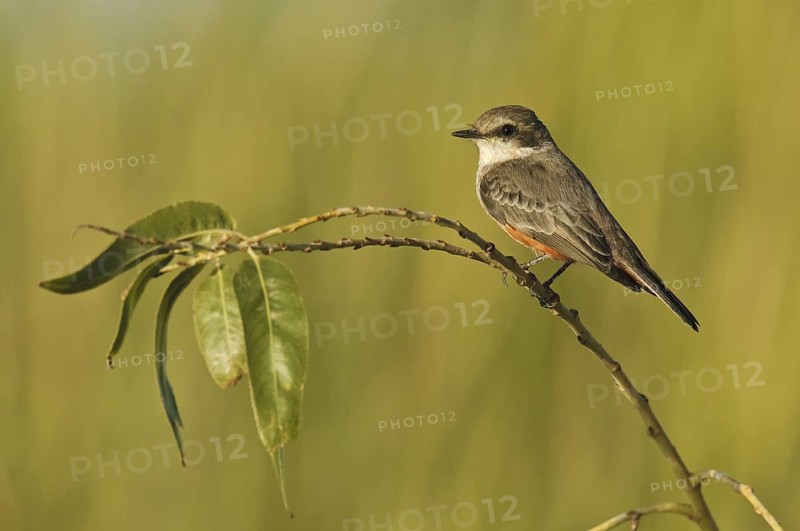 Vermilion Flycatcher (Pyrocephalus rubinus), Arizona, USA