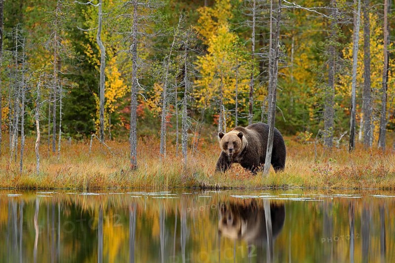 Bear hidden, yellow forest. Autumn trees with bear, mirror reflection. Beautiful brown bear walking around lake, fall colours. Dangerous animal, nature wood, meadow habitat. Wildlife habitat, Finland