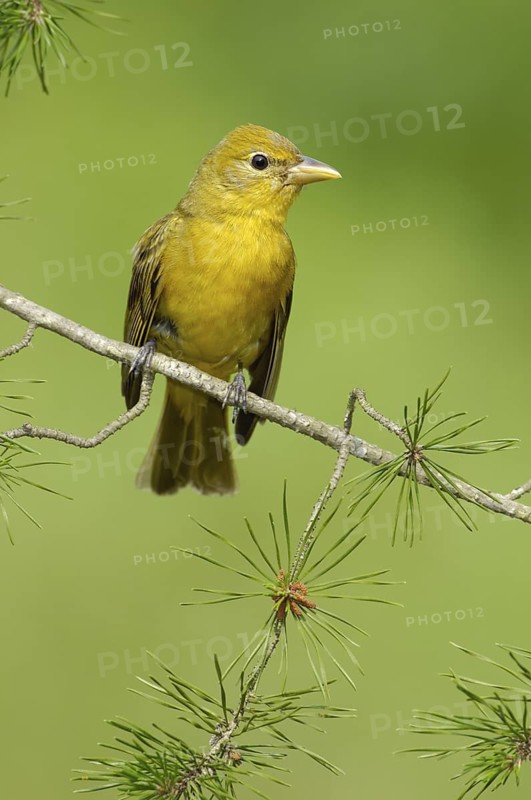 Summer Tanager (Piranga rubra), Texas, USA