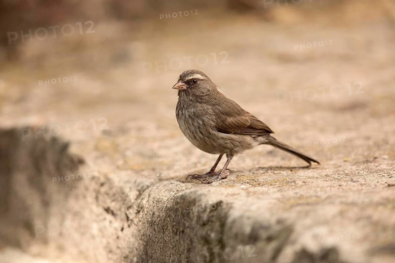 Brown-rumped Seedeater (Crithagra tristriata) perched on the ground, Oromia, Ethiopia