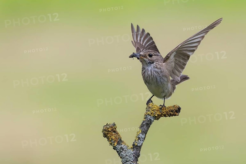 Spotted Flycatcher (Muscicapa striata) perched on a branch with insect prey in its beak, Lower Saxony, Germany