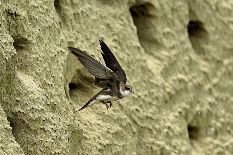 Sand martin (Riparia riparia), taking off from its breeding tube, Reussegg nature reserve, Canton Aargau, Switzerland