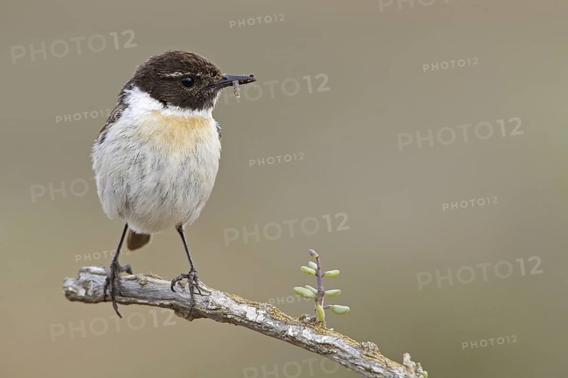 Canary Islands Stonechat (Saxicola dacotiae), Fuerteventura, Spain