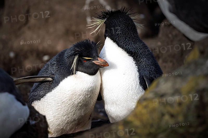 Southern rockhopper penguins (Eudyptes chrysocome), two adults standing close together in the breeding colony, Bleaker Island, Falkland Islands