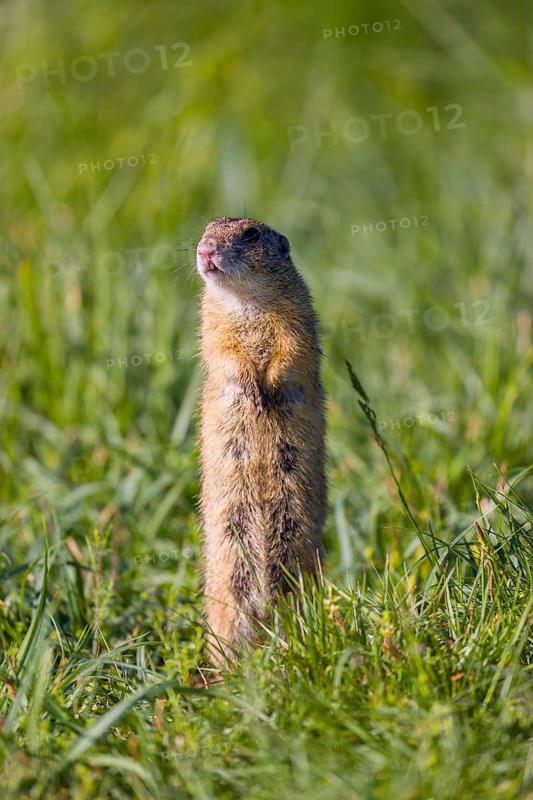 A European ground squirrel (Spermophilus citellus) or European souslik stands erected in tall green grass