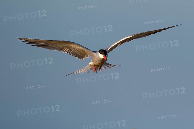 Common Tern (Sterna hirundo) flying, Greece