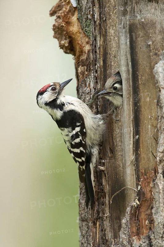 Lesser Spotted Woodpecker (Dryobates minor) male, Nizhegorodskaya, Russia