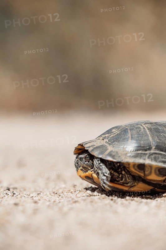 Close-up of a Spanish Pond Turtle resting on sunlit sand, showcasing its detailed shell and head. Ideal for nature, wildlife, and conservation themes