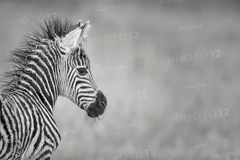 Burchell's Zebra (Equus burchellii) foal close-up, Limpopo, South Africa
