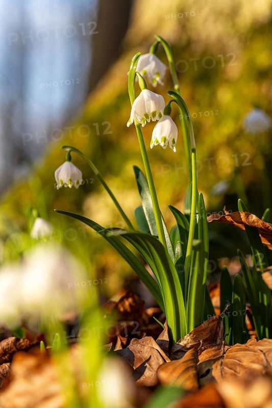 Close-up of blooming spring knotweed (Leucojum vernum), also known as marsh fritillary, in the warm evening light in a forest, Lower Saxony, Germany