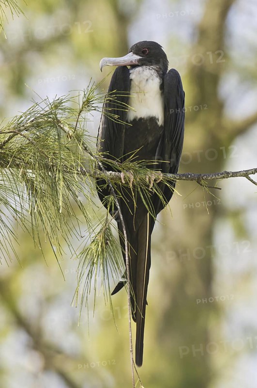 Great Frigatebird (Fregata minor), Hawaii, USA