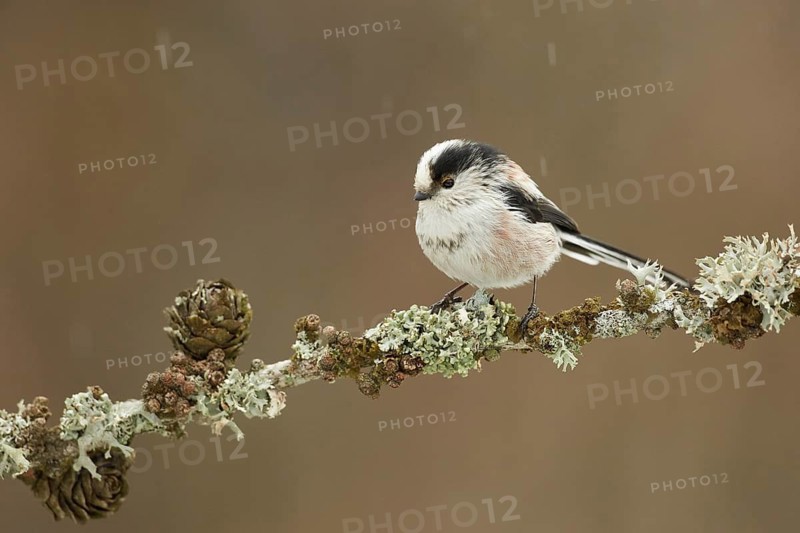 Long-tailed Tit (Aegithalos caudatus europaeus) perched on a lichen branch, Grisons, Switzerland