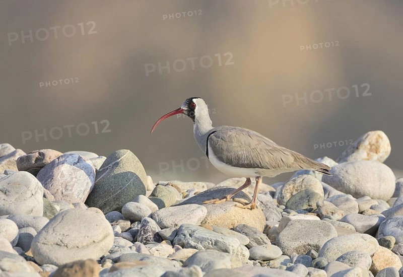 Ibisbill (Ibidorhyncha struthersii), Uttarakhand, India