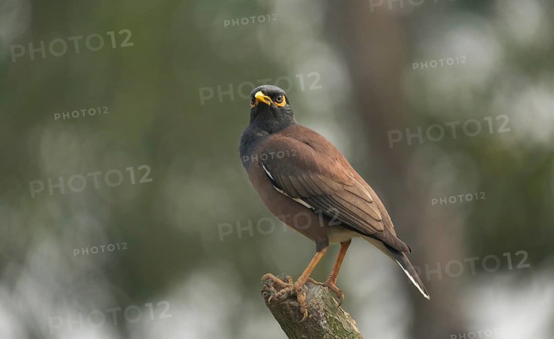 A Common Myna (Acridotheres tristis), Sreepur, Gazipur, Bangladesh