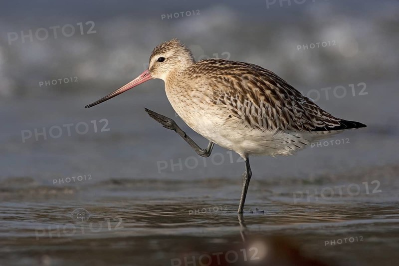 Bar-tailed Godwit (Limosa lapponica), Schleswig-Holstein, Germany