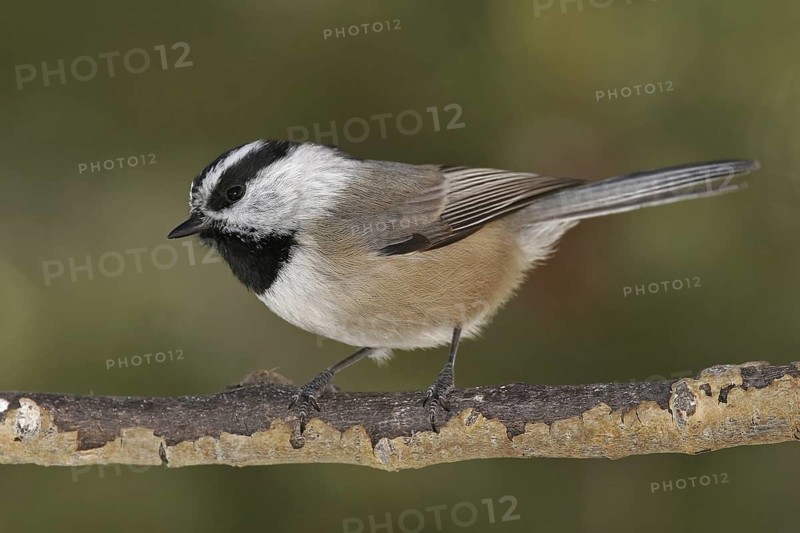 Mountain Chickadee (Poecile gambeli), New Mexico, USA