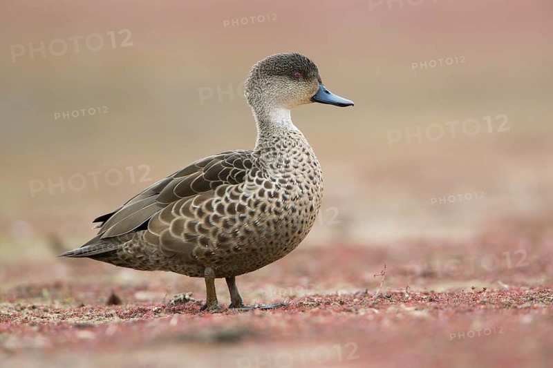 Grey Teal (Anas gracilis), Victoria, Australia