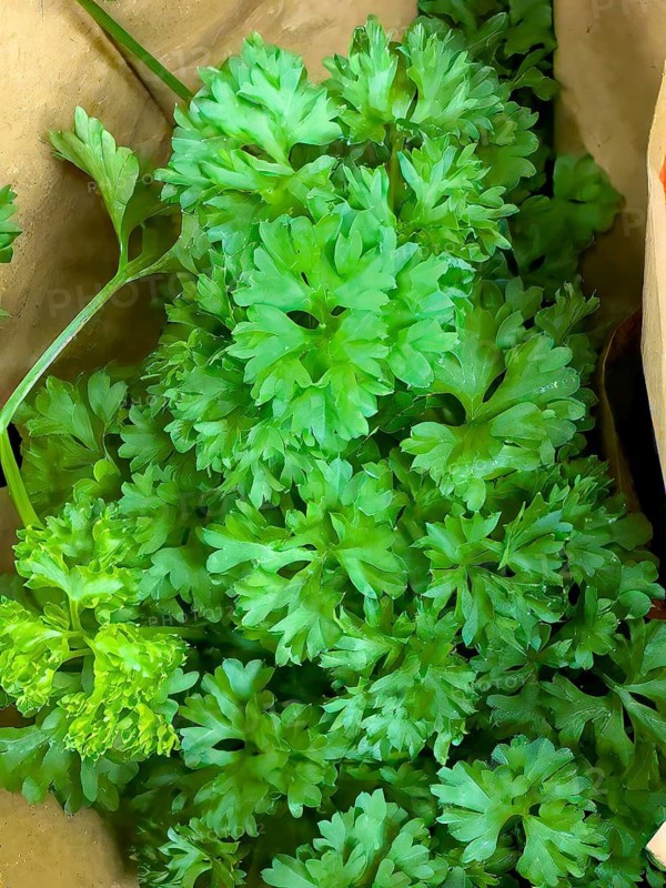 Close-up view of bunch of flat-leaf parsley, international
