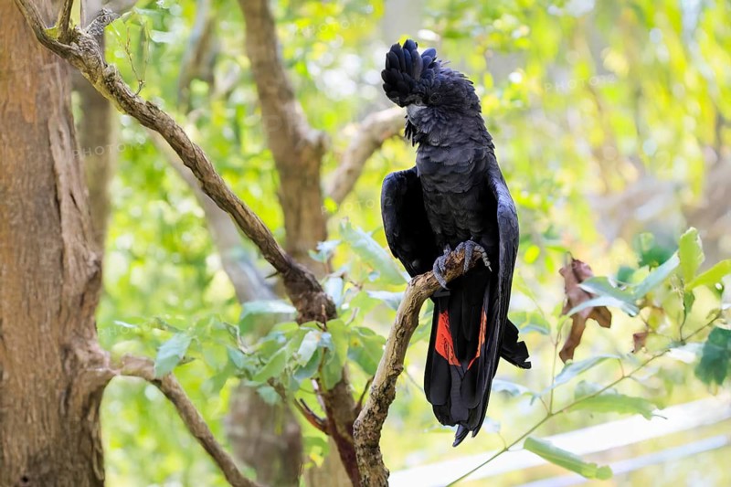 Red-tailed Cockatoo (Calyptorhynchus banksii), Banks' Cockatoo, adult, male, perch, alert, Australia