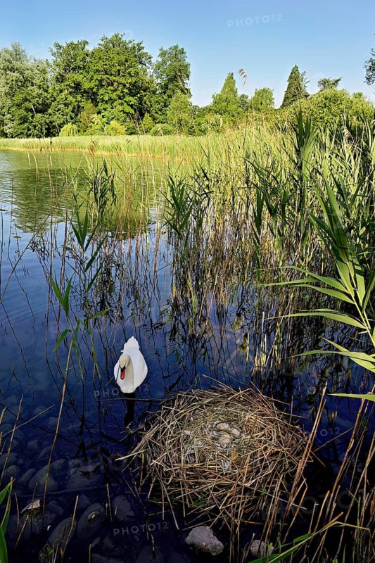 Mute swan (Cygnus olor), male swimming in front of nest with four eggs, Cham, Lake Zug, Canton Zug, Switzerland