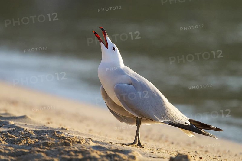 Audouin's Gull (Ichthyaetus audouinii), Mallorca, Spain