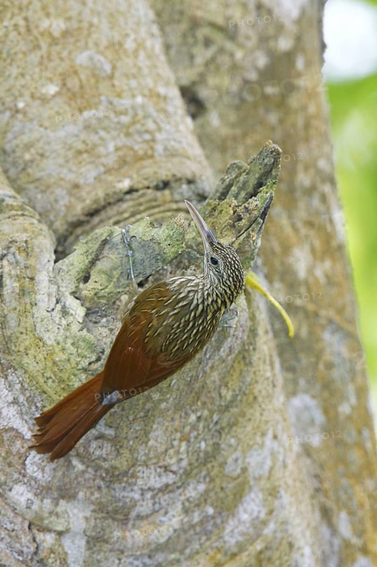 Ivory-billed Woodcreeper Xiphorhynchus flavigaster Sayulita, Nayarit, Mexico 1 April Adult Furnariidae: Dendrocolaptinae