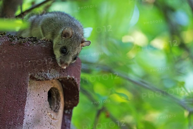 Dormouse (Glis glis), animals, mammals, dormice, nocturnal, rodents, sits on nesting box, Baden-Württemberg, Federal Republic of Germany