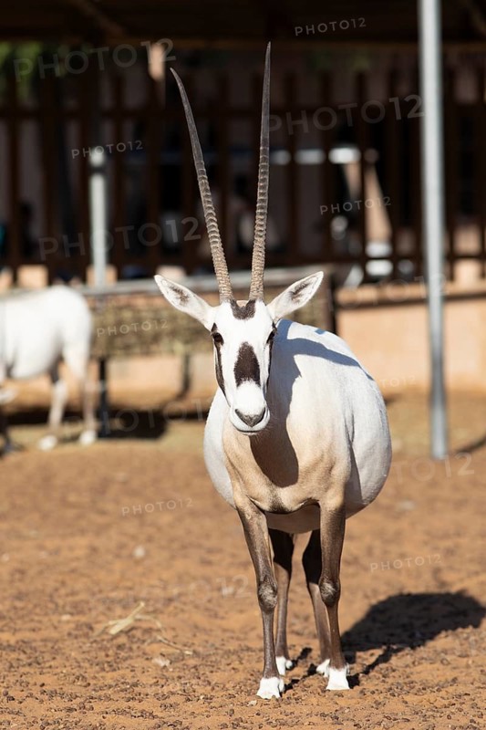 Arabian oryx (Oryx leucoryx) in the Arabian Oryx Camp, Wahiba Sands desert or Rimal Al Wahiba or Sharqiyya Sands, Janub ash-Sharqiyya region, Oman