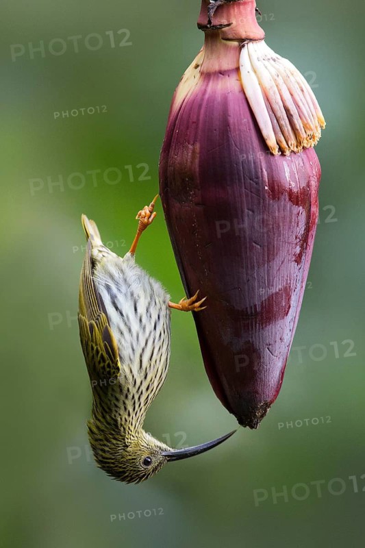 Streaked Spiderhunter (Arachnothera magna), Yunnan, China
