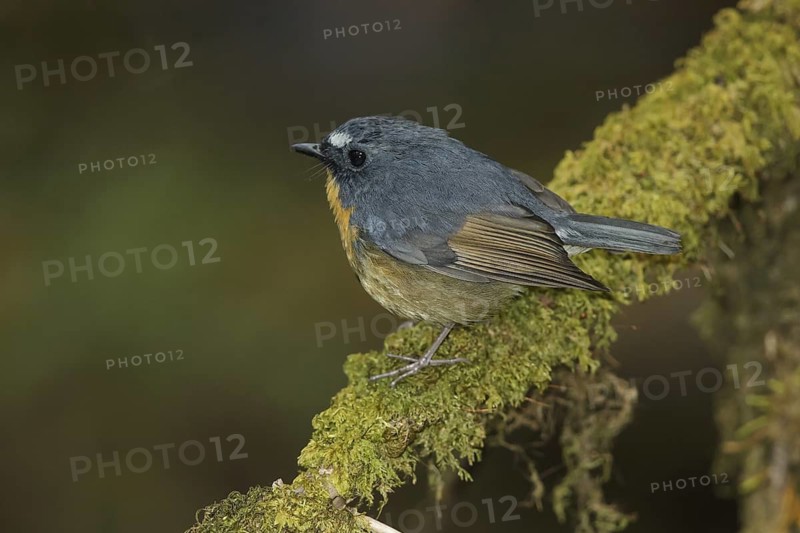 Snowy-browed Flycatcher (Ficedula hyperythra) male, Doi Inthanon, Thailand