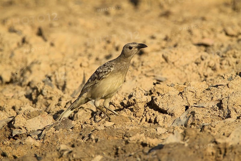 Great Bowerbird (Chlamydera nuchalis), Australia