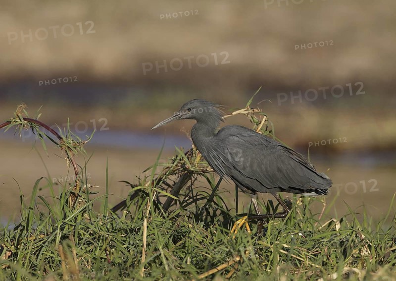 Slaty Egret (Egretta vinaceigula), Chobe, Botswana