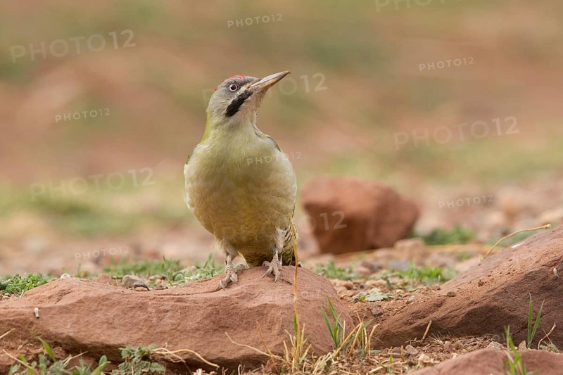 Levaillant's Woodpecker (Picus vaillantii) male, Morocco