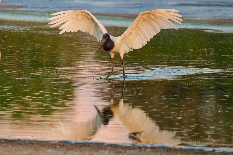 A bird with wide open wings reflected in the water, Jabiru (Jabiru mycteria), Pantanal, Mato Grosso, Brazil