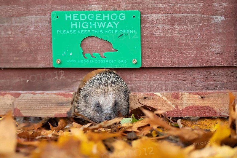 European hedgehog (Erinaceus europaeus) adult animal walking through a hole in a garden wooden fence as a hegdehog highway in autumn, England, United Kingdom